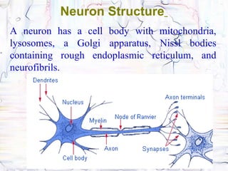 Neuron Structure
A neuron has a cell body with mitochondria,
lysosomes, a Golgi apparatus, Nissl bodies
containing rough endoplasmic reticulum, and
neurofibrils.
 
