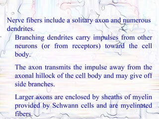 Nerve fibers include a solitary axon and numerous
dendrites.
  Branching dendrites carry impulses from other
  neurons (or from receptors) toward the cell
  body.
  The axon transmits the impulse away from the
  axonal hillock of the cell body and may give off
  side branches.
  Larger axons are enclosed by sheaths of myelin
  provided by Schwann cells and are myelinated
  fibers.
 