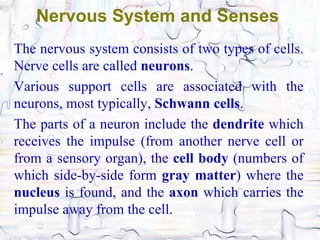 Nervous System and Senses
The nervous system consists of two types of cells.
Nerve cells are called neurons.
Various support cells are associated with the
neurons, most typically, Schwann cells.
The parts of a neuron include the dendrite which
receives the impulse (from another nerve cell or
from a sensory organ), the cell body (numbers of
which side-by-side form gray matter) where the
nucleus is found, and the axon which carries the
impulse away from the cell.
 
