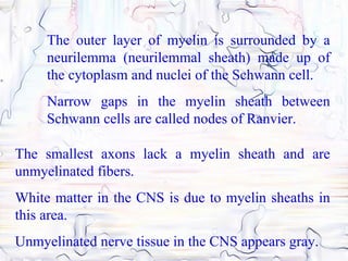 The outer layer of myelin is surrounded by a
     neurilemma (neurilemmal sheath) made up of
     the cytoplasm and nuclei of the Schwann cell.
     Narrow gaps in the myelin sheath between
     Schwann cells are called nodes of Ranvier.

The smallest axons lack a myelin sheath and are
unmyelinated fibers.
White matter in the CNS is due to myelin sheaths in
this area.
Unmyelinated nerve tissue in the CNS appears gray.
 