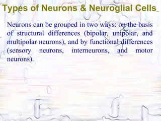 Types of Neurons & Neuroglial Cells
 Neurons can be grouped in two ways: on the basis
 of structural differences (bipolar, unipolar, and
 multipolar neurons), and by functional differences
 (sensory neurons, interneurons, and motor
 neurons).
 