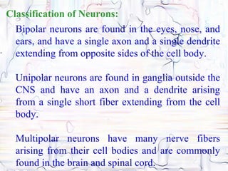 Classification of Neurons:
  Bipolar neurons are found in the eyes, nose, and
  ears, and have a single axon and a single dendrite
  extending from opposite sides of the cell body.

  Unipolar neurons are found in ganglia outside the
  CNS and have an axon and a dendrite arising
  from a single short fiber extending from the cell
  body.

  Multipolar neurons have many nerve fibers
  arising from their cell bodies and are commonly
  found in the brain and spinal cord.
 