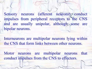 Sensory neurons (afferent neurons) conduct
impulses from peripheral receptors to the CNS
and are usually unipolar, although some are
bipolar neurons.

Interneurons are multipolar neurons lying within
the CNS that form links between other neurons.

Motor neurons are multipolar neurons that
conduct impulses from the CNS to effectors.
 