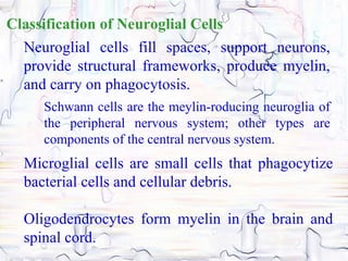 Classification of Neuroglial Cells
  Neuroglial cells fill spaces, support neurons,
  provide structural frameworks, produce myelin,
  and carry on phagocytosis.
     Schwann cells are the meylin-roducing neuroglia of
     the peripheral nervous system; other types are
     components of the central nervous system.
  Microglial cells are small cells that phagocytize
  bacterial cells and cellular debris.

  Oligodendrocytes form myelin in the brain and
  spinal cord.
 