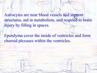 Astrocytes are near blood vessels and support
structures, aid in metabolism, and respond to brain
injury by filling in spaces.

Ependyma cover the inside of ventricles and form
choroid plexuses within the ventricles.
 