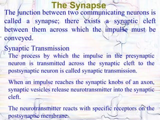 The Synapse
The junction between two communicating neurons is
called a synapse; there exists a synaptic cleft
between them across which the impulse must be
conveyed.
Synaptic Transmission
 The process by which the impulse in the presynaptic
 neuron is transmitted across the synaptic cleft to the
 postsynaptic neuron is called synaptic transmission.
 When an impulse reaches the synaptic knobs of an axon,
 synaptic vesicles release neurotransmitter into the synaptic
 cleft.
 The neurotransmitter reacts with specific receptors on the
 postsynaptic membrane.
 