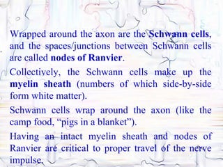 Wrapped around the axon are the Schwann cells,
and the spaces/junctions between Schwann cells
are called nodes of Ranvier.
Collectively, the Schwann cells make up the
myelin sheath (numbers of which side-by-side
form white matter).
Schwann cells wrap around the axon (like the
camp food, “pigs in a blanket”).
Having an intact myelin sheath and nodes of
Ranvier are critical to proper travel of the nerve
impulse.
 