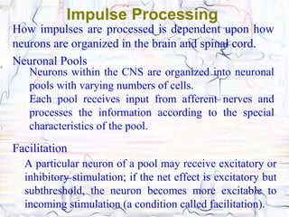 Impulse Processing
How impulses are processed is dependent upon how
neurons are organized in the brain and spinal cord.
Neuronal Pools
   Neurons within the CNS are organized into neuronal
   pools with varying numbers of cells.
   Each pool receives input from afferent nerves and
   processes the information according to the special
   characteristics of the pool.

Facilitation
  A particular neuron of a pool may receive excitatory or
  inhibitory stimulation; if the net effect is excitatory but
  subthreshold, the neuron becomes more excitable to
  incoming stimulation (a condition called facilitation).
 