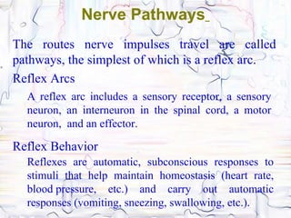 Nerve Pathways
The routes nerve impulses travel are called
pathways, the simplest of which is a reflex arc.
Reflex Arcs
  A reflex arc includes a sensory receptor, a sensory
  neuron, an interneuron in the spinal cord, a motor
  neuron, and an effector.

Reflex Behavior
  Reflexes are automatic, subconscious responses to
  stimuli that help maintain homeostasis (heart rate,
  blood pressure, etc.) and carry out automatic
  responses (vomiting, sneezing, swallowing, etc.).
 