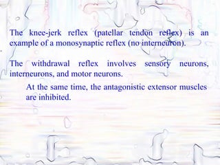 The knee-jerk reflex (patellar tendon reflex) is an
example of a monosynaptic reflex (no interneuron).

The withdrawal reflex involves       sensory   neurons,
interneurons, and motor neurons.
    At the same time, the antagonistic extensor muscles
    are inhibited.
 