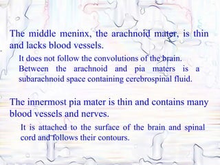 The middle meninx, the arachnoid mater, is thin
and lacks blood vessels.
  It does not follow the convolutions of the brain.
  Between the arachnoid and pia maters is a
  subarachnoid space containing cerebrospinal fluid.

The innermost pia mater is thin and contains many
blood vessels and nerves.
  It is attached to the surface of the brain and spinal
  cord and follows their contours.
 