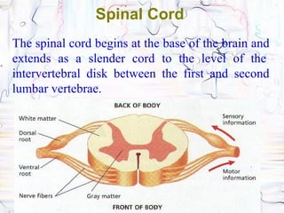 Spinal Cord
The spinal cord begins at the base of the brain and
extends as a slender cord to the level of the
intervertebral disk between the first and second
lumbar vertebrae.
 
