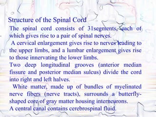Structure of the Spinal Cord
The spinal cord consists of 31segments, each of
which gives rise to a pair of spinal nerves.
 A cervical enlargement gives rise to nerves leading to
the upper limbs, and a lumbar enlargement gives rise
to those innervating the lower limbs.
Two deep longitudinal grooves (anterior median
fissure and posterior median sulcus) divide the cord
into right and left halves.
  White matter, made up of bundles of myelinated
nerve fibers (nerve tracts), surrounds a butterfly-
shaped core of gray matter housing interneurons.
A central canal contains cerebrospinal fluid.
 