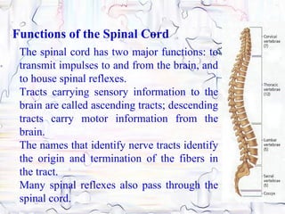 Functions of the Spinal Cord
 The spinal cord has two major functions: to
 transmit impulses to and from the brain, and
 to house spinal reflexes.
 Tracts carrying sensory information to the
 brain are called ascending tracts; descending
 tracts carry motor information from the
 brain.
 The names that identify nerve tracts identify
 the origin and termination of the fibers in
 the tract.
 Many spinal reflexes also pass through the
 spinal cord.
 