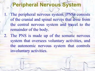 Peripheral Nervous System
1. The peripheral nervous system (PNS) consists
   of the cranial and spinal nerves that arise from
   the central nervous system and travel to the
   remainder of the body.
2. The PNS is made up of the somatic nervous
   system that oversees voluntary activities, and
   the autonomic nervous system that controls
   involuntary activities.
 