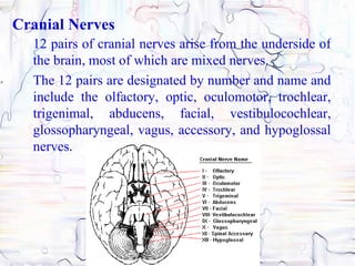 Cranial Nerves
  12 pairs of cranial nerves arise from the underside of
  the brain, most of which are mixed nerves.
  The 12 pairs are designated by number and name and
  include the olfactory, optic, oculomotor, trochlear,
  trigenimal, abducens, facial, vestibulocochlear,
  glossopharyngeal, vagus, accessory, and hypoglossal
  nerves.
 