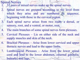 Spinal Nerves
1. 31 pairs of mixed nerves make up the spinal nerves.
2. Spinal nerves are grouped according to the level from
   which they arise and are numbered in sequence,
   beginning with those in the cervical region.
3. Each spinal nerve arises from two roots: a dorsal, or
   sensory, root, and a ventral, or motor, root.
4. The main branches of some spinal nerves form plexuses.
5. Cervical Plexuses – Lie on either side of the neck and
   supply muscles and skin of the neck.
6. Brachial Plexuses – Arise from lower cervical and upper
   thoracic nerves and lead to the upper limbs.
7. Lumbrosacral Plexuses – Arise from the lower spinal
   cord and lead to the lower abdomen, external genitalia,
   buttocks, and legs.
 