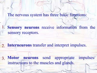 The nervous system has three basic functions:

1. Sensory neurons receive information from the
   sensory receptors.


2. Interneurons transfer and interpret impulses.

3. Motor neurons send appropriate impulses/
   instructions to the muscles and glands.
 