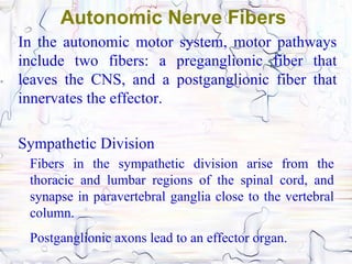Autonomic Nerve Fibers
In the autonomic motor system, motor pathways
include two fibers: a preganglionic fiber that
leaves the CNS, and a postganglionic fiber that
innervates the effector.

Sympathetic Division
 Fibers in the sympathetic division arise from the
 thoracic and lumbar regions of the spinal cord, and
 synapse in paravertebral ganglia close to the vertebral
 column.
 Postganglionic axons lead to an effector organ.
 