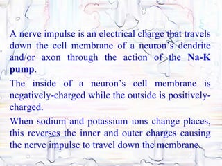 A nerve impulse is an electrical charge that travels
down the cell membrane of a neuron’s dendrite
and/or axon through the action of the Na-K
pump.
The inside of a neuron’s cell membrane is
negatively-charged while the outside is positively-
charged.
When sodium and potassium ions change places,
this reverses the inner and outer charges causing
the nerve impulse to travel down the membrane.
 