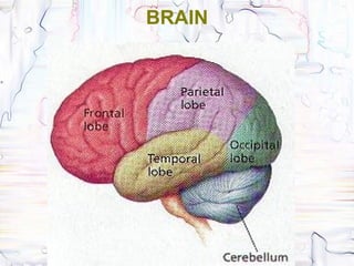 BRAIN
 