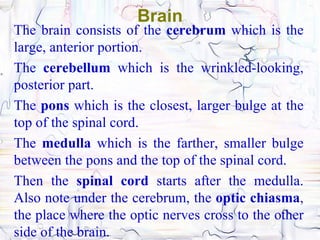 Brain
The brain consists of the cerebrum which is the
large, anterior portion.
The cerebellum which is the wrinkled-looking,
posterior part.
The pons which is the closest, larger bulge at the
top of the spinal cord.
The medulla which is the farther, smaller bulge
between the pons and the top of the spinal cord.
Then the spinal cord starts after the medulla.
Also note under the cerebrum, the optic chiasma,
the place where the optic nerves cross to the other
side of the brain.
 