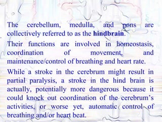 The cerebellum, medulla, and pons are
collectively referred to as the hindbrain.
Their functions are involved in homeostasis,
coordination         of        movement,       and
maintenance/control of breathing and heart rate.
While a stroke in the cerebrum might result in
partial paralysis, a stroke in the hind brain is
actually, potentially more dangerous because it
could knock out coordination of the cerebrum’s
activities, or worse yet, automatic control of
breathing and/or heart beat.
 
