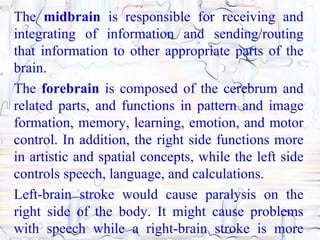 The midbrain is responsible for receiving and
integrating of information and sending/routing
that information to other appropriate parts of the
brain.
The forebrain is composed of the cerebrum and
related parts, and functions in pattern and image
formation, memory, learning, emotion, and motor
control. In addition, the right side functions more
in artistic and spatial concepts, while the left side
controls speech, language, and calculations.
Left-brain stroke would cause paralysis on the
right side of the body. It might cause problems
with speech while a right-brain stroke is more
 