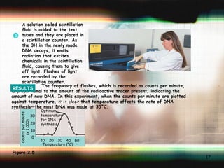 Figure 2.5 Temperature (°C) The frequency of flashes, which is recorded as counts per minute, is proportional to the amount of the radioactive tracer present, indicating the amount of new DNA. In this experiment, when the counts per minute are plotted against temperature, it is clear that temperature affects the rate of DNA synthesis—the most DNA was made at 35°C. 10 20 30 40 50 Optimum temperature for DNA synthesis 30 20 10 0 Counts per minute (x 1,000) RESULTS 3 RESULTS A solution called scintillation fluid is added to the test tubes and they are placed in a scintillation counter. As the 3H in the newly made DNA decays, it emits radiation that excites chemicals in the scintillation fluid, causing them to give off light. Flashes of light are recorded by the scintillation counter. 