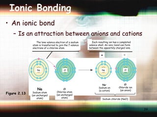 Ionic Bonding An ionic bond Is an attraction between anions and cations Figure 2.13 Cl – Chloride ion (an anion) – The lone valence electron of a sodium atom is transferred to join the 7 valence electrons of a chlorine atom. 1 Each resulting ion has a completed valence shell. An ionic bond can form between the oppositely charged ions. 2 Na Na Cl Cl + Na Sodium atom (an uncharged atom) Cl Chlorine atom (an uncharged atom) Na + Sodium on (a cation) Sodium chloride (NaCl) 