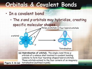 Orbitals & Covalent Bonds In a covalent bond The  s  and  p  orbitals may hybridize, creating specific molecular shapes s  orbital Z Three  p  orbitals X Y Four hybrid orbitals (a) Hybridization of orbitals.  The single  s  and three  p  orbitals of a valence shell involved in covalent bonding combine to form four teardrop-shaped hybrid orbitals. These orbitals extend to the four corners of an imaginary tetrahedron (outlined in pink). Tetrahedron Figure 2.16 (a) 