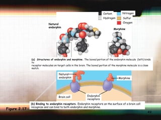 Figure 2.17 Morphine Carbon Hydrogen Nitrogen Sulfur Oxygen Natural endorphin (a)  Structures of endorphin and morphine.  The boxed portion of the endorphin molecule  (left) binds to receptor molecules on target cells in the brain. The boxed portion of the morphine molecule is a close match. (b) Binding to endorphin receptors.  Endorphin receptors on the surface of a brain cell recognize and can bind to both endorphin and morphine. Natural endorphin Endorphin receptors Morphine Brain cell 