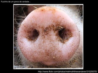 http://www.flickr.com/photos/melmoththewanderer/31029375/ Fucinho de um porco de verdade... 