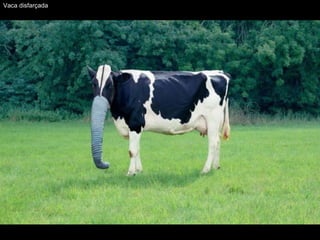 Vaca  disfarçada  