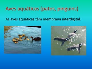 Aves aquáticas (patos, pinguins)
As aves aquáticas têm membrana interdigital.

 