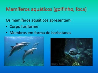 Mamíferos aquáticos (golfinho, foca)
Os mamíferos aquáticos apresentam:
• Corpo fusiforme
• Membros em forma de barbatanas

 