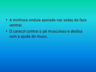 • A minhoca ondula apoiada nas sedas da face
ventral.
• O caracol contrai o pé musculoso e desliza
com a ajuda do muco.

 