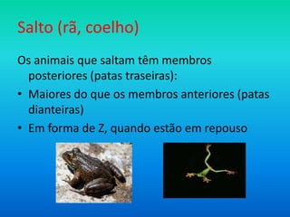Salto (rã, coelho)
Os animais que saltam têm membros
posteriores (patas traseiras):
• Maiores do que os membros anteriores (patas
dianteiras)
• Em forma de Z, quando estão em repouso

 