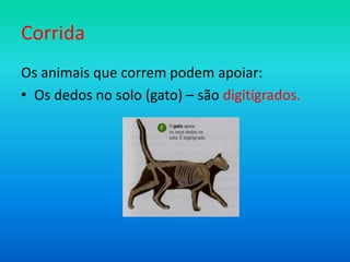 Corrida
Os animais que correm podem apoiar:
• Os dedos no solo (gato) – são digitígrados.

 