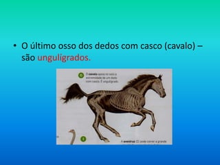 • O último osso dos dedos com casco (cavalo) –
são ungulígrados.

 