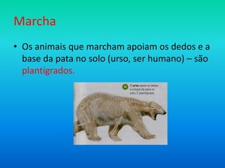 Marcha
• Os animais que marcham apoiam os dedos e a
base da pata no solo (urso, ser humano) – são
plantígrados.

 