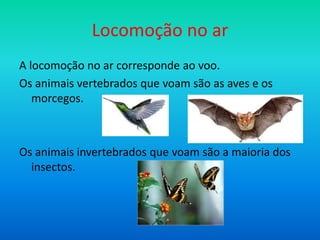 Locomoção no ar
A locomoção no ar corresponde ao voo.
Os animais vertebrados que voam são as aves e os
morcegos.

Os animais invertebrados que voam são a maioria dos
insectos.

 