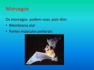 Morcegos
Os morcegos podem voar, pois têm:
• Membrana alar
• Fortes músculos peitorais

 