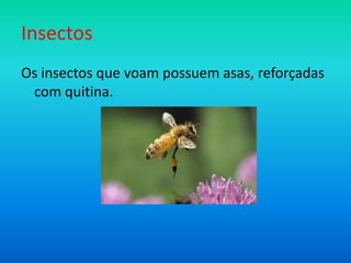 Insectos
Os insectos que voam possuem asas, reforçadas
com quitina.

 