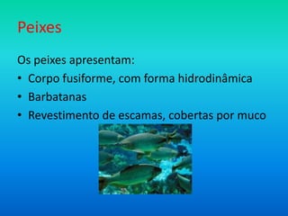 Peixes
Os peixes apresentam:
• Corpo fusiforme, com forma hidrodinâmica
• Barbatanas
• Revestimento de escamas, cobertas por muco

 