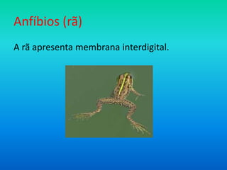 Anfíbios (rã)
A rã apresenta membrana interdigital.

 