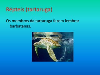 Répteis (tartaruga)
Os membros da tartaruga fazem lembrar
barbatanas.

 