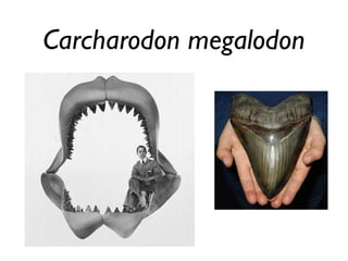 Carcharodon megalodon
 