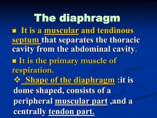 The diaphragm
 It is a muscular and tendinous
septum that separates the thoracic
cavity from the abdominal cavity.
 It is the primary muscle of
respiration.
 Shape of the diaphragm :it is
dome shaped, consists of a
peripheral muscular part ,and a
centrally tendon part.
 