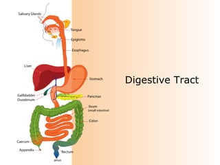 Digestive Tract

 